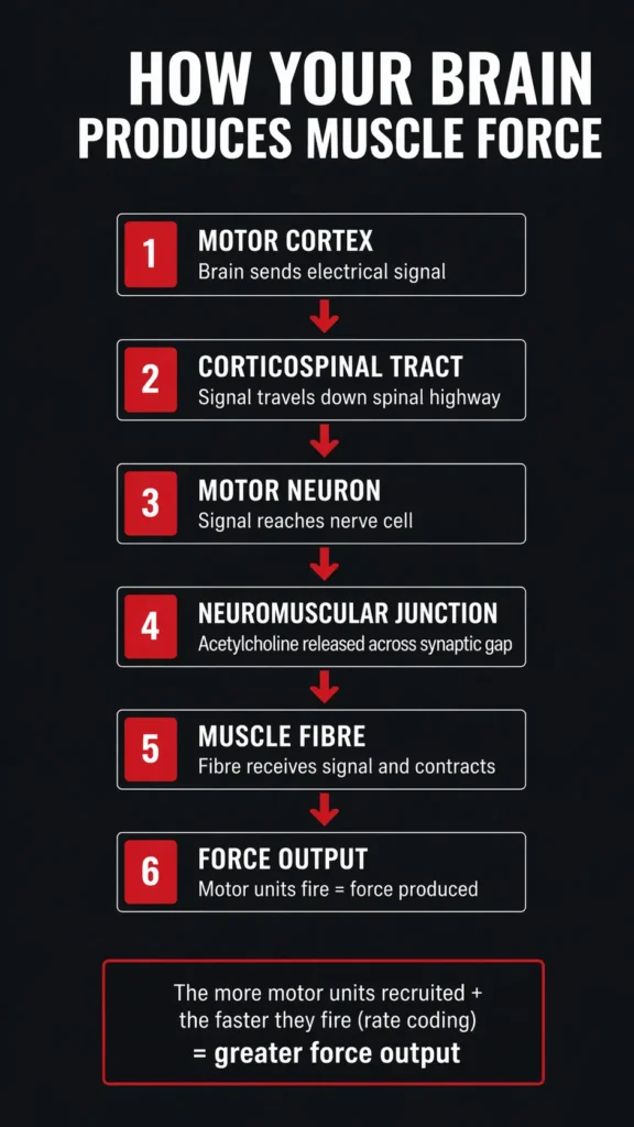 Flowchart showing how the central nervous system sends signals from the motor cortex to muscle fibres during a lift