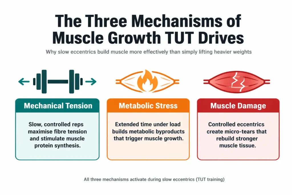 Three mechanisms of muscle hypertrophy driven by time under tension: mechanical tension, metabolic stress, and muscle damage infographic