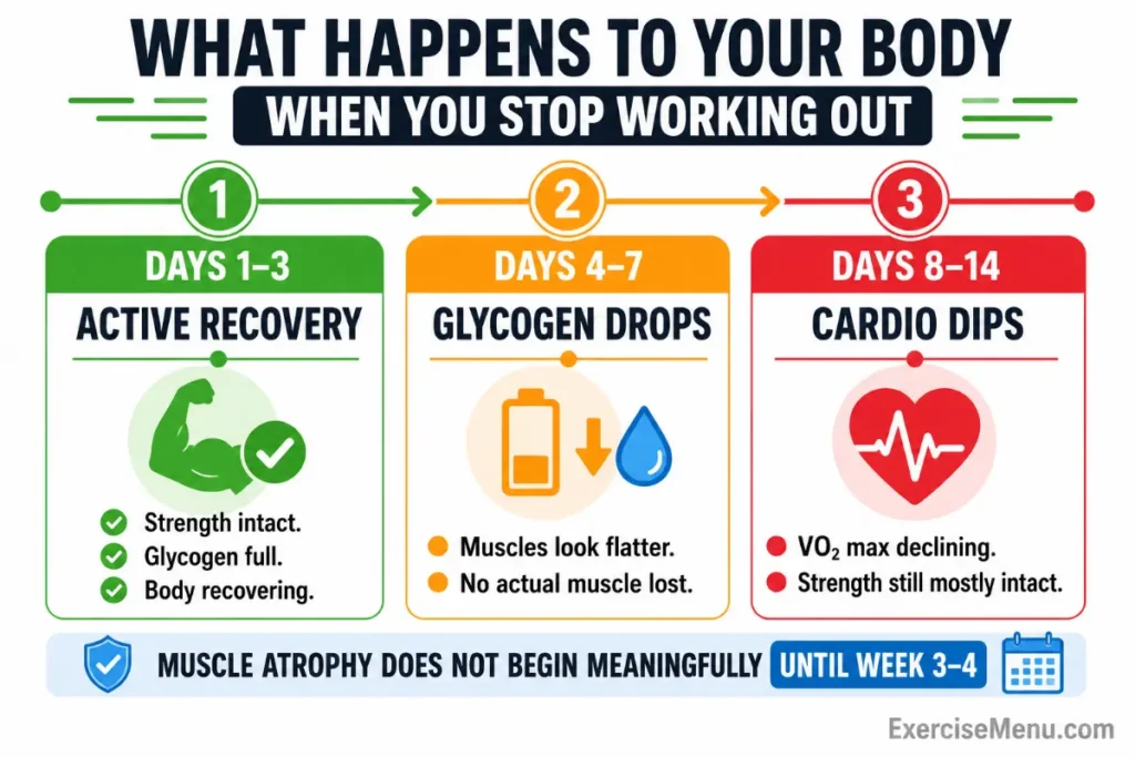 Timeline infographic showing how the body changes after stopping exercise, including active recovery (days 1–3), glycogen drops (days 4–7), and cardio declines (days 8–14).