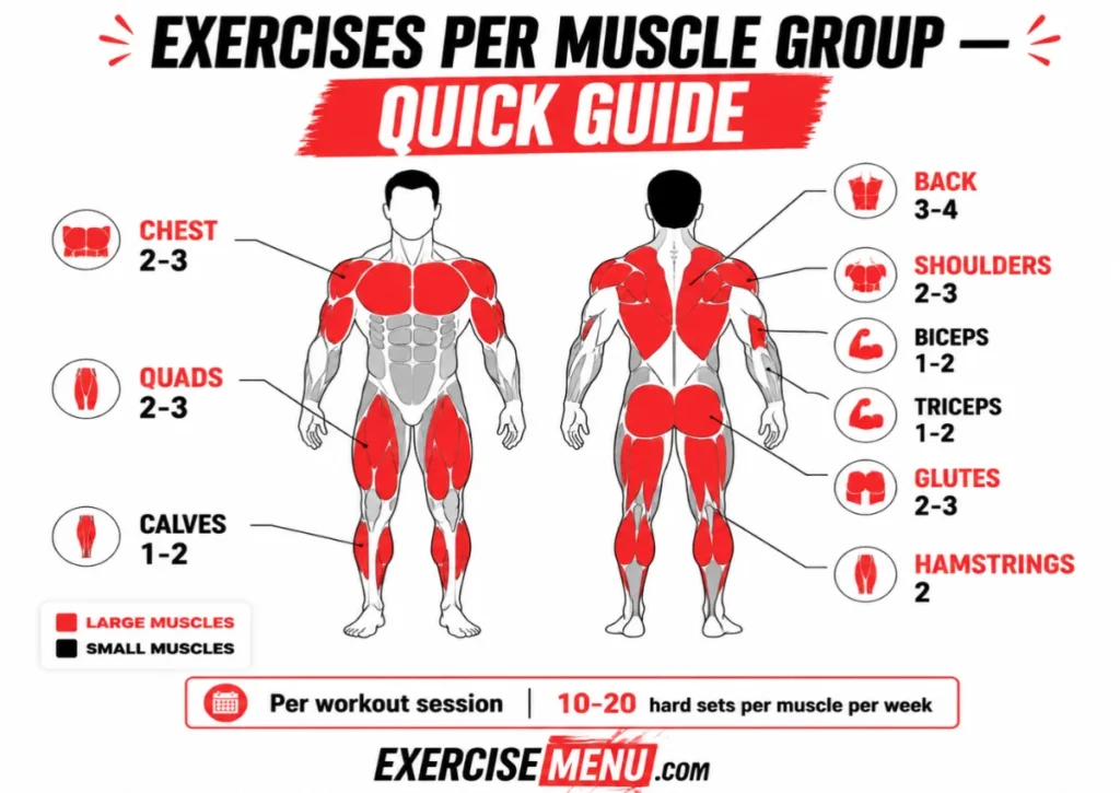 Infographic showing recommended number of exercises per muscle group — 2-4 for large muscles and 1-2 for small muscles per workout session
